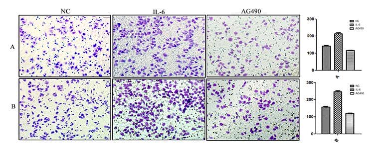 Transwell檢測服務