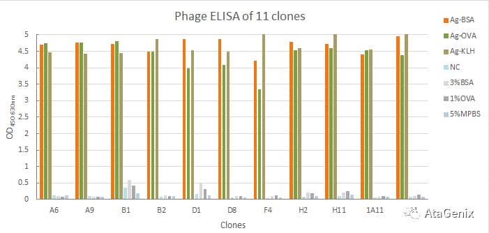 人重組scFv噬菌體展示抗體開發