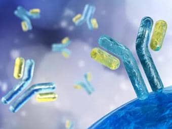 抗體人源化做得好不好?掌握如下幾個(gè)步驟很重要