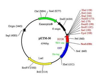 質(zhì)粒轉(zhuǎn)染的具體操作步驟及其注意事項(xiàng)