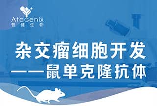 雜交瘤細(xì)胞開(kāi)發(fā)-鼠單克隆抗體僅需59天