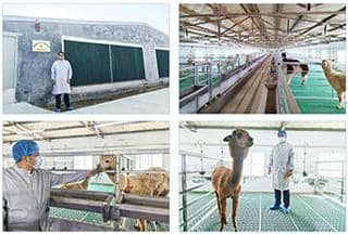 羊駝免疫（VHH）活動(dòng)推廣月，探索納米抗體新科技！