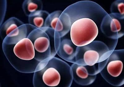 雜交瘤技術表達蛋白的優(yōu)劣勢分析