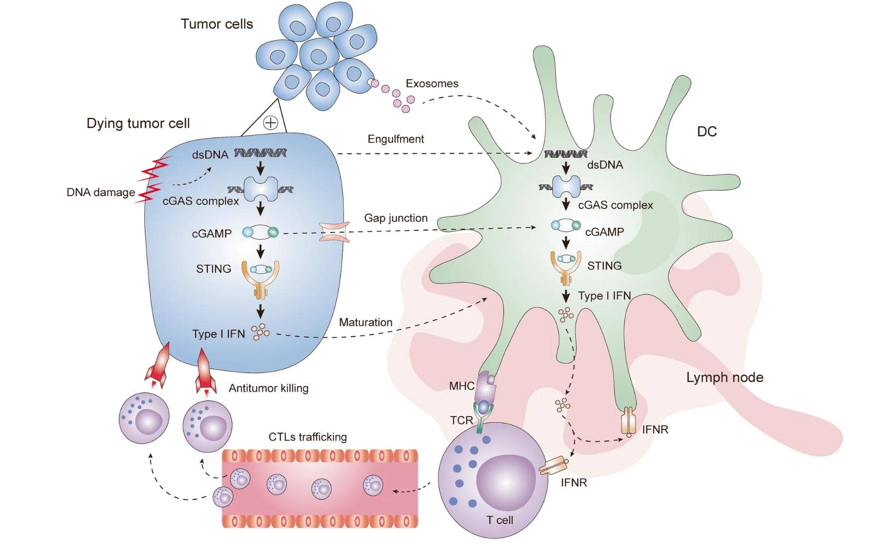 解密cGAS-STING通路：腫瘤免疫微環境中，細胞間如何進行信號傳遞！
