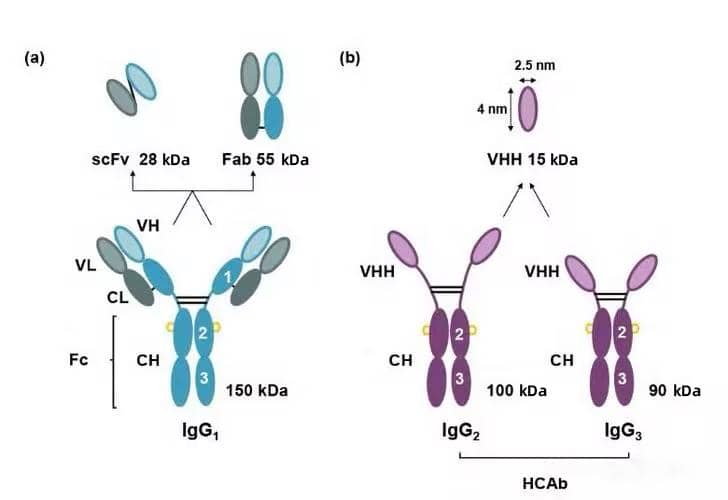 基于納米抗體的基礎(chǔ)結(jié)構(gòu)探討納米抗體的穩(wěn)定性研究