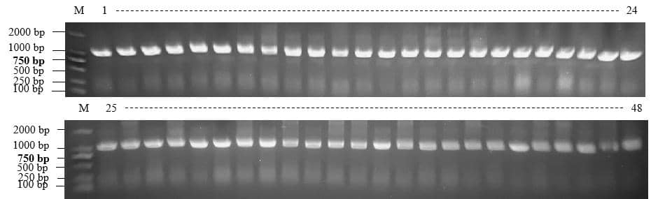 寵物貓/狗單克隆抗體開發