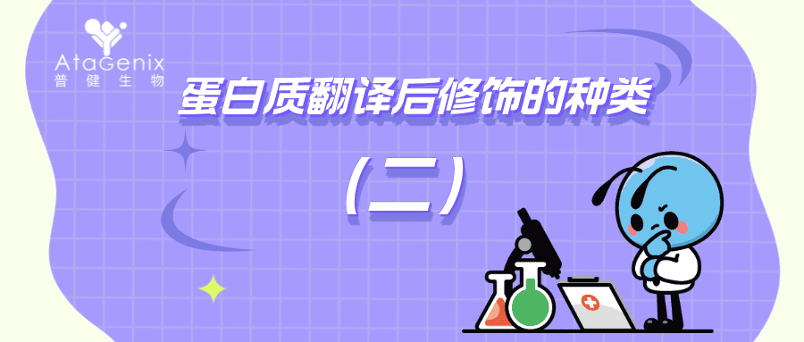 蛋白質翻譯后修飾的種類與生物學意義（二）