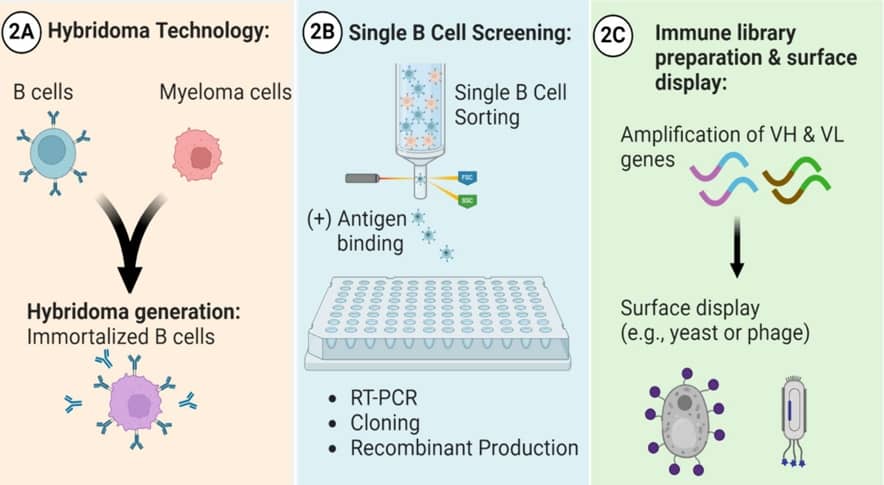 盤(pán)點(diǎn)那些常規(guī)的單克隆抗體生產(chǎn)技術(shù)