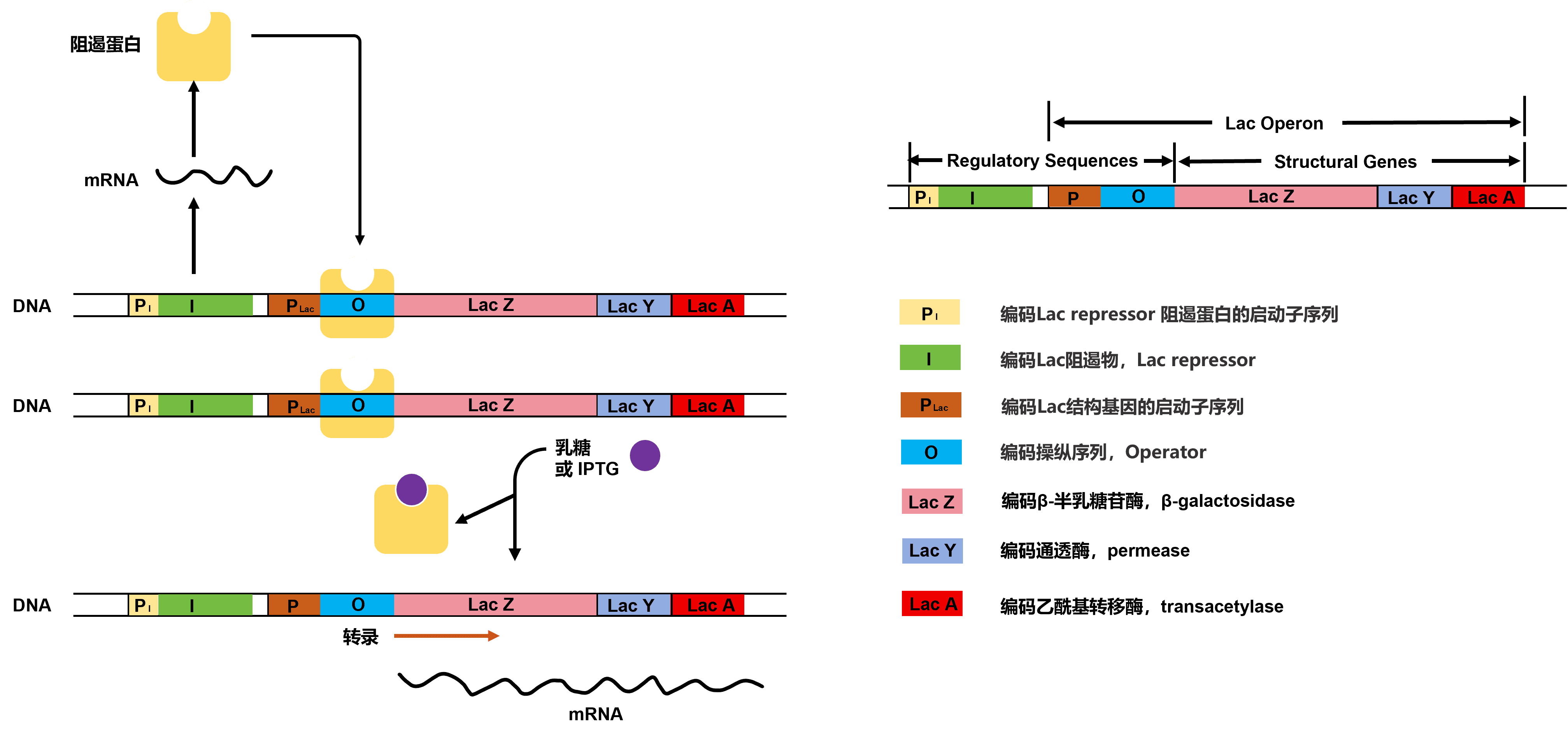 【原核表達(dá)系統(tǒng)純化蛋白全攻略】科研人必備！