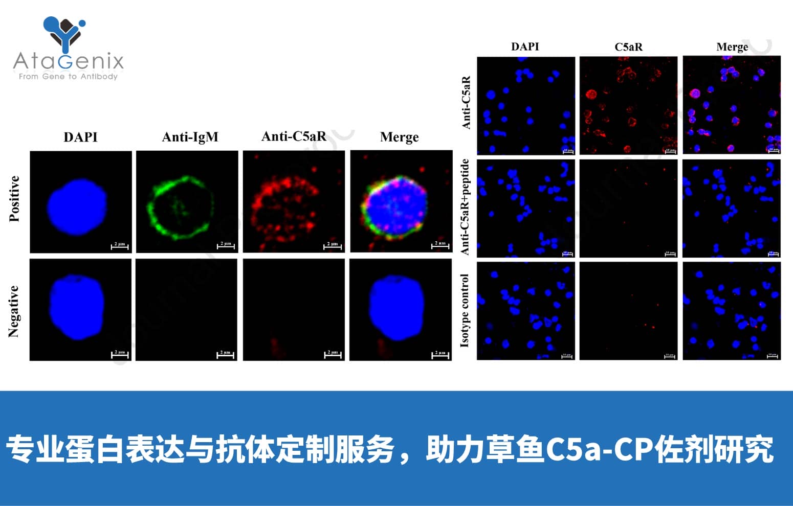 AtaGenix專業蛋白表達與抗體定制服務，助力草魚C5a-CP佐劑研究