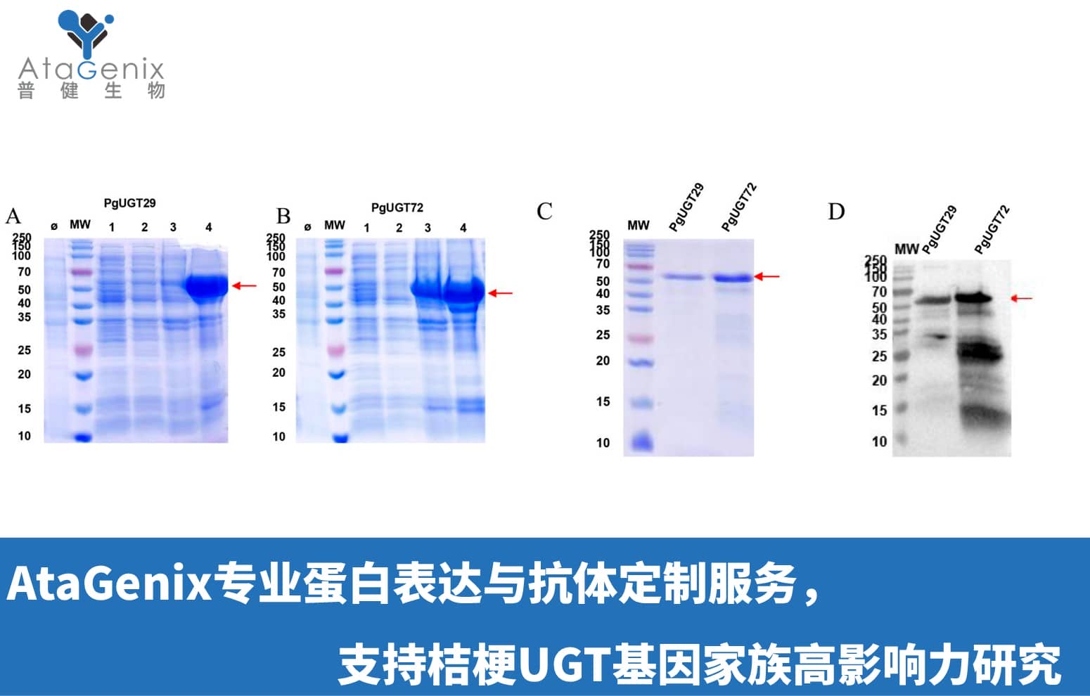AtaGenix專業蛋白表達與抗體定制服務，支持桔梗UGT基因家族高影響力研究