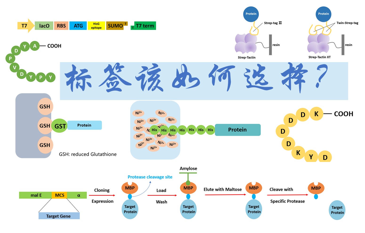 【普健生物知識(shí)百科】做蛋白表達(dá)別亂加標(biāo)簽！不同標(biāo)簽的優(yōu)劣和用途一次講清楚