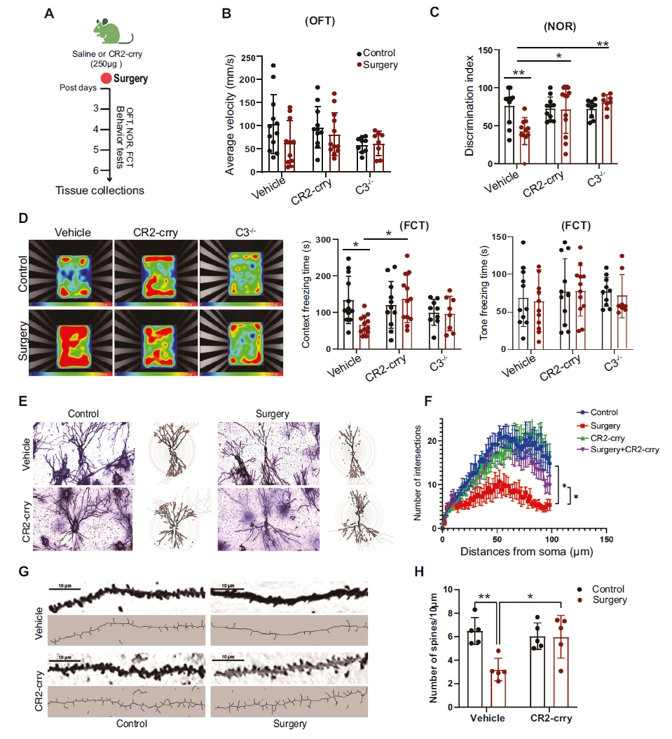 C3阻斷緩解了PND小鼠模型中的認知衰退