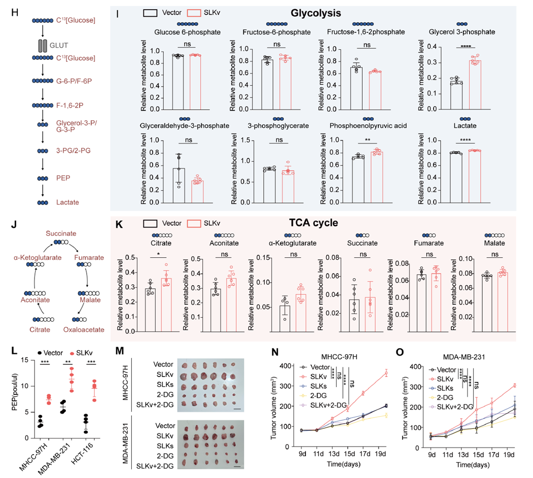 SLKv驅動PEP增加并強化糖酵解