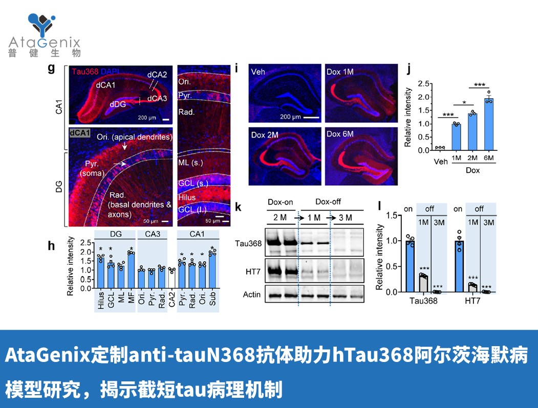 AtaGenix定制anti-tauN368抗體助力hTau368阿爾茨海默病模型研究，揭示截短tau病理機制