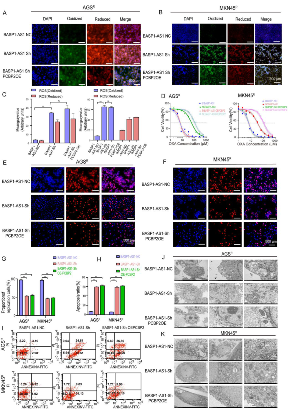 BASP1-AS1通過PCBP2調控通路抑制GC細胞鐵死亡
