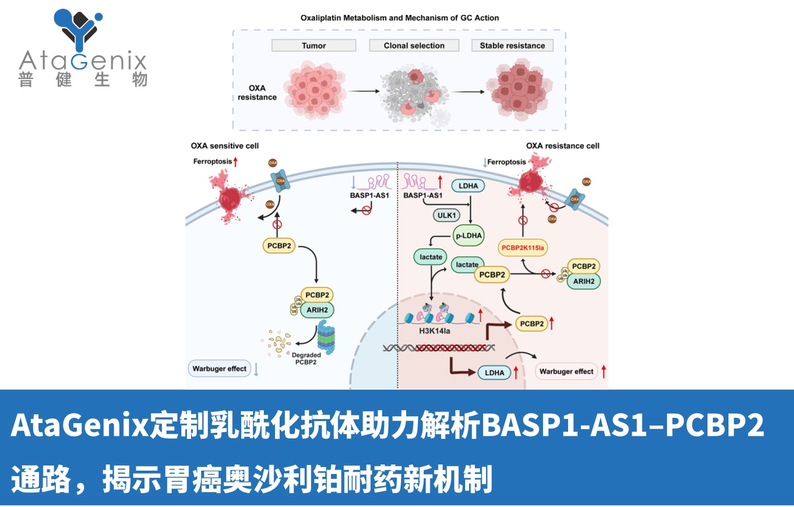 AtaGenix定制乳酰化抗體助力解析BASP1-AS1–PCBP2通路，揭示胃癌奧沙利鉑耐藥新機制