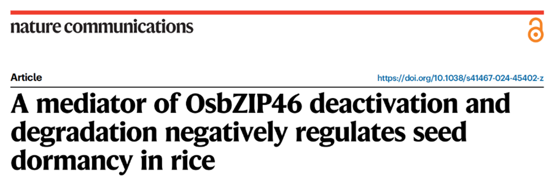 水稻 SDR3.1 抗體驗(yàn)證