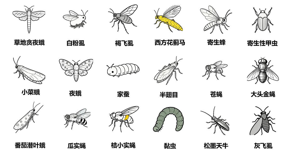 昆蟲(chóng)研究